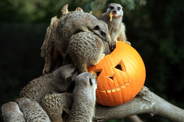 halloween-meerkats-again