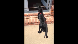 Így visz be egy kétméteres botot a 80 centis ajtón egy okos kutya (videóval)