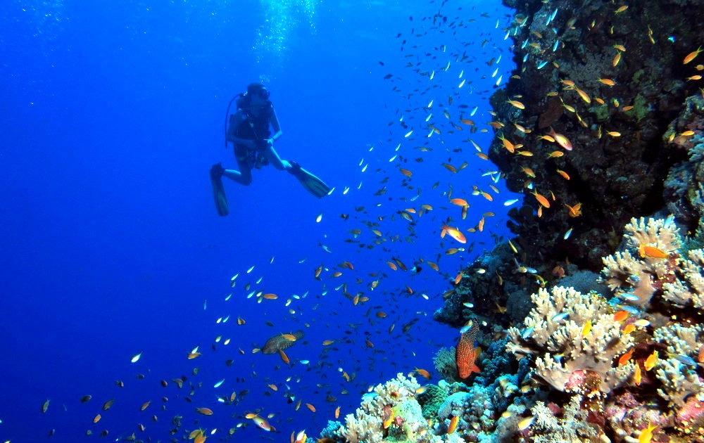 Red-Sea-diving-Egypt