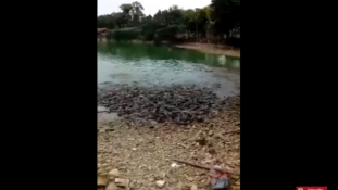 Ilyen, ha nagyon éhesek a halak Kínában (horrorisztikus videó)