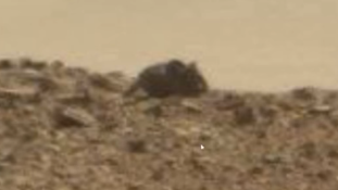 Óriás egeret találtak a Marson (videóval)