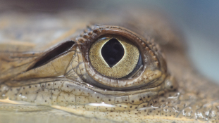 Krokodilkönnyek: Tízezer hondurasi hüllő halhat éhen az USA szankciói miatt