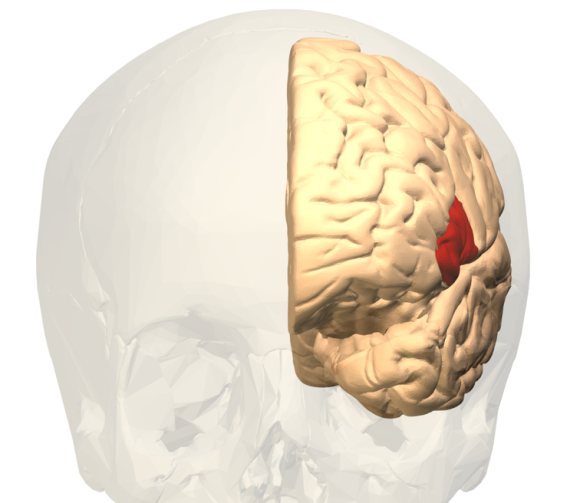 A Broca-terület. Valószínűleg ezt a részt csapkodjuk erőteljesen, mikor valamit elrontunk. Ezért lesz zavaros a beszéd is olyankor?