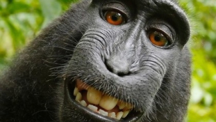A majmok szerzői jogai: 2015 legnevetségesebb pere