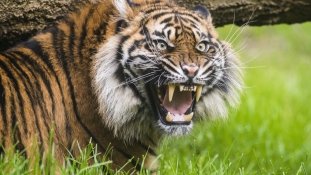 Tigristámadást élt túl egy holland férfi Nepálban