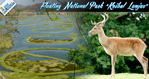 Keibul-Lamjao-national-park-manipur