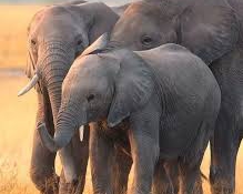 Az elefántok védelmében elesett brit pilótát méltatják Tanzániában