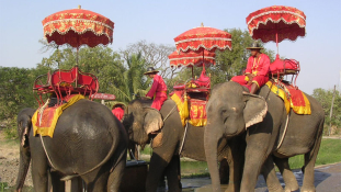 Dühöngő elefánt ölt meg egy brit turistát Thaiföldön