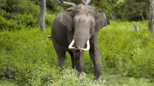 Megvadult elefántcsorda gyilkolt Indiában