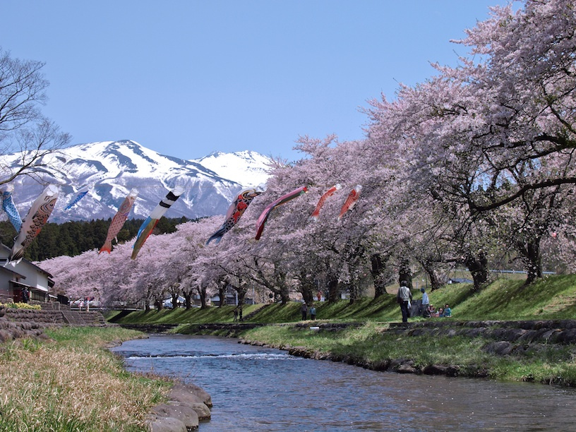 Japan-cseresznyefaviragzas