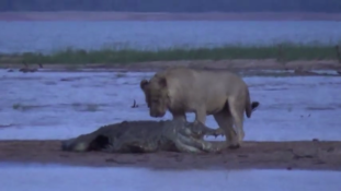 Így eszi meg az oroszlán a krokodilt  (videó)