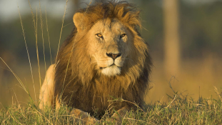 Az utcán támadt emberre egy oroszlán Kenya fővárosában