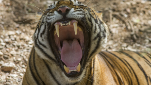 Hivatalos: Kihaltak a tigrisek Kambodzsában