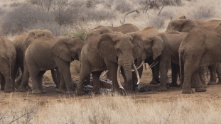 Csúcstalálkozó az elefántokért Kenyában