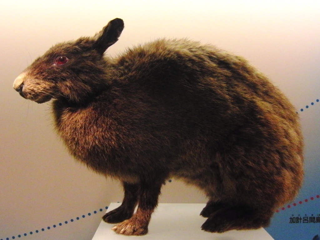 Amami_rabbit_Stuffed_specimen