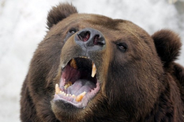 Eszik-e a medvét Erdélyben? – vagy csak a medve eszi az embert ?