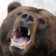 Eszik-e a medvÃ©t ErdÃ©lyben? – vagy csak a medve eszi az embert ?