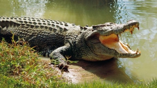 Krokodil ragadott el egy éjszakai fürdőzőt