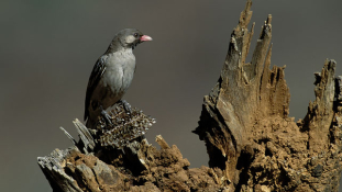 A mézkalauz madár vígan kommunikál az emberekkel Afrikában