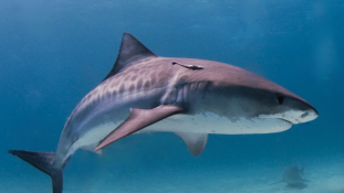 Megszaporodtak a cápák az amerikai partoknál