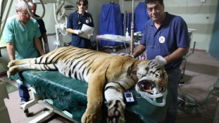 Bezárt a gázai állatkert – az állatok külföldi gyógykezelésre utaztak