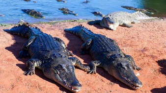 Három szegény krokodilus az iskola üres termeiben – videó