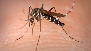 Szúnyogok terjeszthetnek járványt Delhiben is