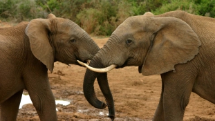Nagyon fogynak az elefántok Afrikában