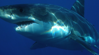 Túlélte a cápatámadást az ausztrál szörfös