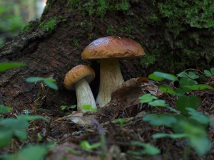mushrooms-1577124_960_720
