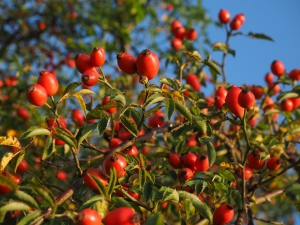 rose-hip-693899_960_720