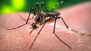 Thaiföldön is ott a Zika