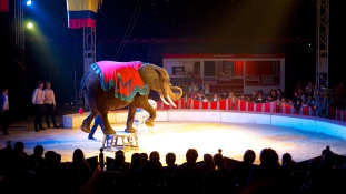 Menhely cirkuszi elefántoknak