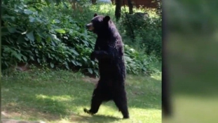Lenyilazták a híres, két lábon járó medvét