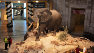 A Fénykövi-elefánt – így ejtette el 1955-ben egy magyar vadász a világ legnagyobb állatát