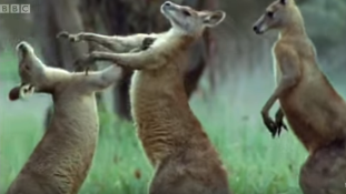 Keresd a nőt, avagy miért bokszolnak a kenguruk – videó