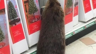 Ez a hód besétált egy üzletbe karácsonyfáért
