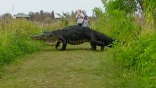 Ez nem a Jurassic Park jelenete, hanem egy átlagos floridai vasárnap!