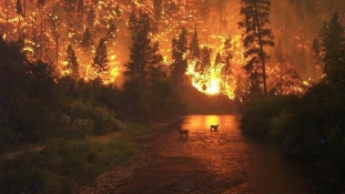 Tűzvész a pampán, 800 ezer hektár kiégett Argentínában – videó