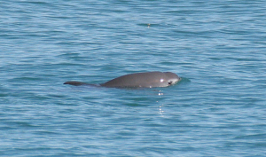 vaquita2_olson_noaa