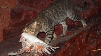 Kétmillió macskát akarnak eltenni láb alól Ausztráliában