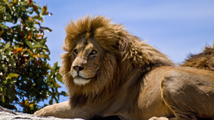 Három oroszlán marta halálra az állatorvost és asszisztensét