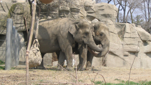 Valentin-nap az állatkertben – állatoknak és embereknek