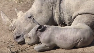 Fehér orrszarvúbébi született egy francia állatkertben – videó