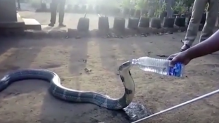 Az életveszélyes királykobra palackból issza a vizet – videó