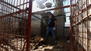Élet-halál harc – menteni próbálják a moszuli állatkert utolsó két lakóját