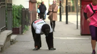 6 nap alatt teljesítette a londoni maratont egy gorillának öltözött rendőr