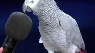 Szupersztár a 30 éves Einstein, az afrikai szürke papagáj – videó