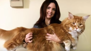 Kenguruhúson él a világ leghosszabb macskája – videó