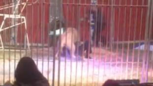 A cirkuszi oroszlán majdnem átharapta az idomár torkát – videó